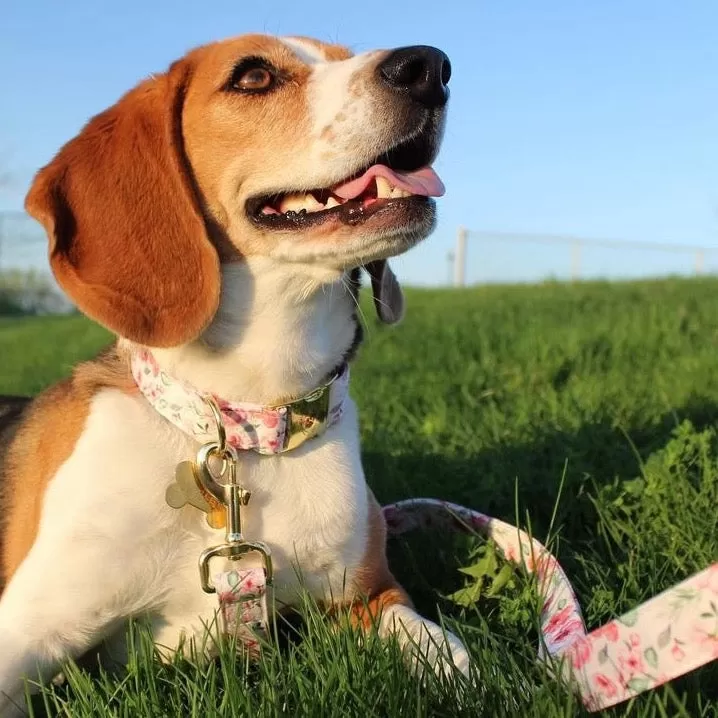 Daisy Collar & Leash Set