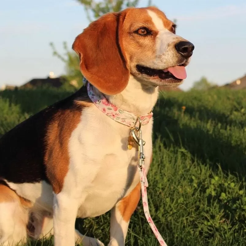 Daisy Collar & Leash Set